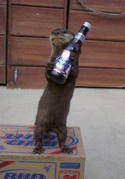 Животные, которые не прочь выпить (17 фото) Животные, которые не прочь выпить (17 фото)