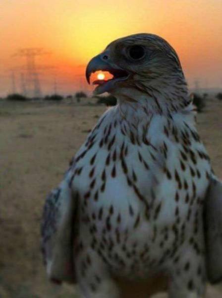 Удачные стоп-кадры (28 фото) Удачные стоп-кадры (28 фото)