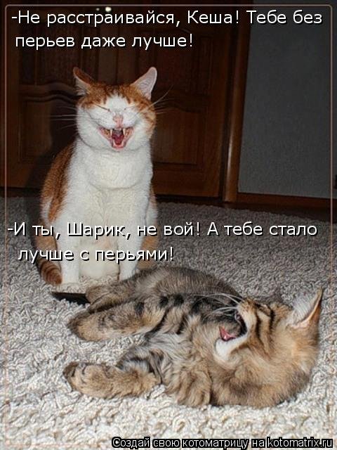 Свежая котоматрица (30 фото) Свежая котоматрица (30 фото)