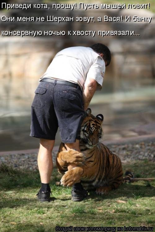 Свежая котоматрица (30 фото) Свежая котоматрица (30 фото)