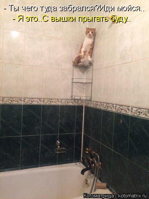 Свежая котоматрица на Бугаге (37 фото) Свежая котоматрица на Бугаге (37 фото)