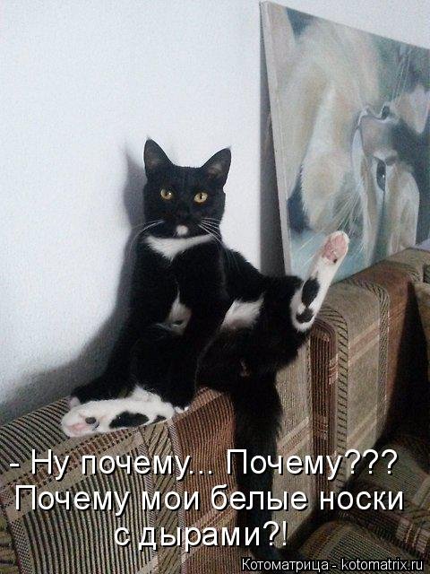 Свежая котоматрица на Бугаге (37 фото) Свежая котоматрица на Бугаге (37 фото)