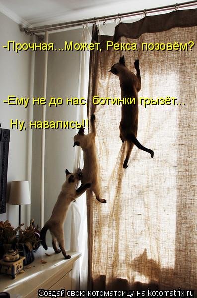 Свежая котоматрица на Бугаге (37 фото) Свежая котоматрица на Бугаге (37 фото)