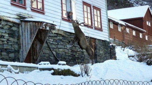 Норвежская пенсионерка приручила дикого оленя домашними печеньями