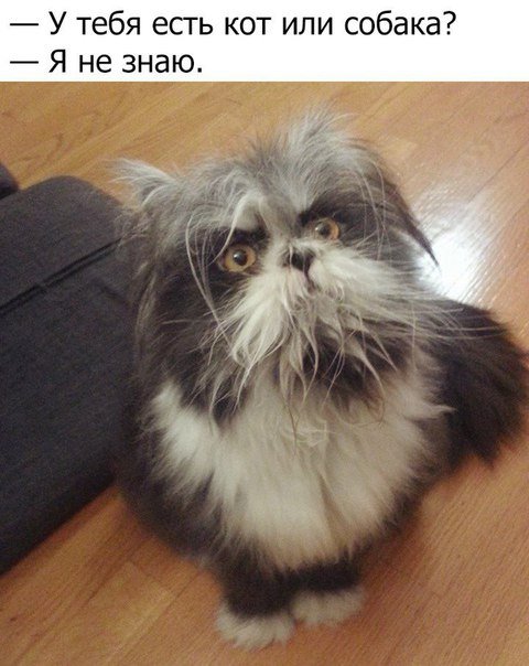 Новые прикольные фотомемы (29 шт) Новые прикольные фотомемы (29 шт)