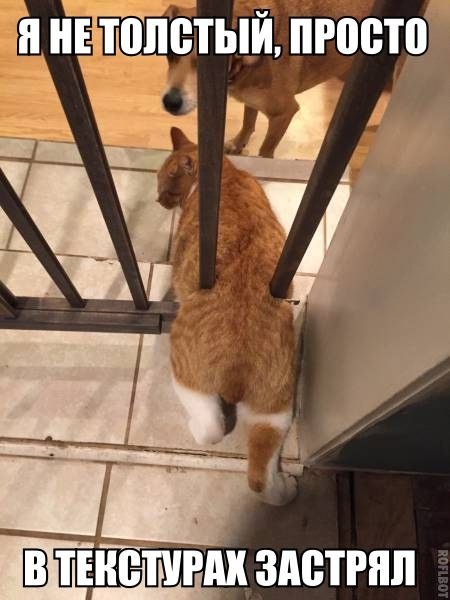 Новые прикольные фотомемы (29 шт) Новые прикольные фотомемы (29 шт)