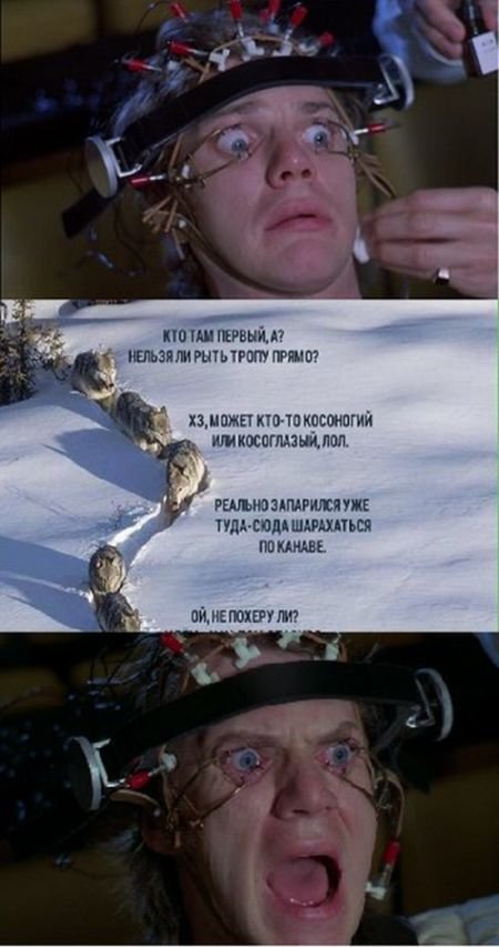 Фотография с волками стала новым мемом Рунета (9 фото) Фотография с волками стала новым мемом Рунета (9 фото)