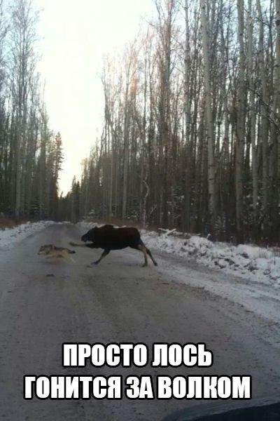 Прикольные фотомемы (20 шт) Прикольные фотомемы (20 шт)