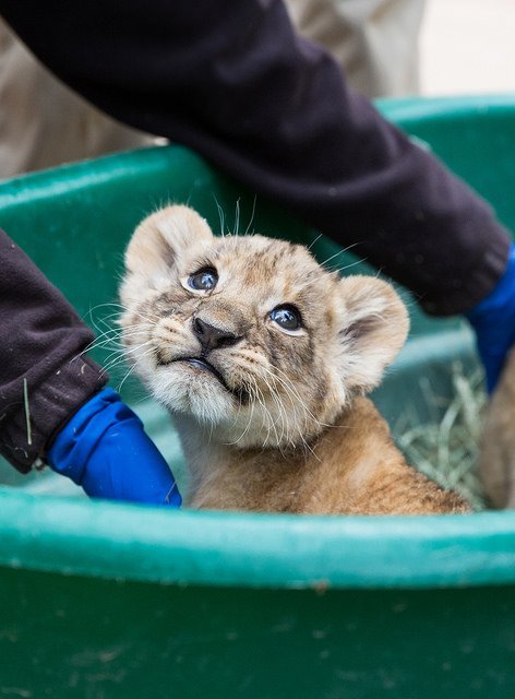 Самый мимишный "челлендж" в Интернете (16 фото) Самый мимишный "челлендж" в Интернете (16 фото)