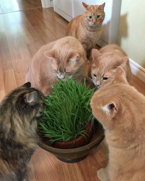 Прикольные картинки дня (54 шт) Прикольные картинки дня (54 шт)