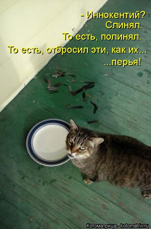 Новая котоматрица недели (39 фото) Новая котоматрица недели (39 фото)