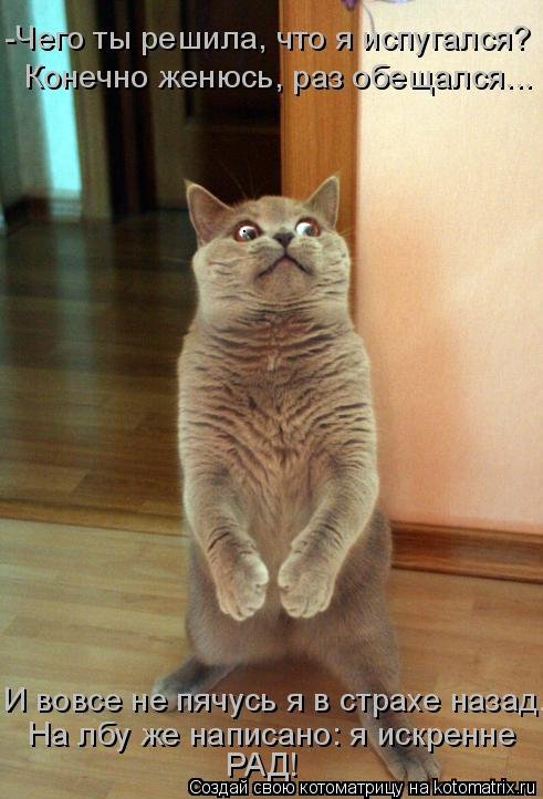 Котоматрица, 14-е февраля. Котоматрица, 14-е февраля.