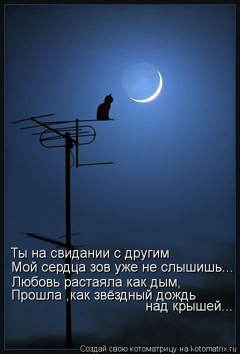 Котоматрица, 14-е февраля. Котоматрица, 14-е февраля.