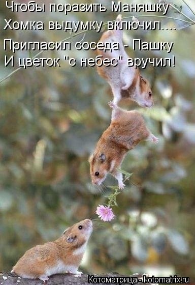 Котоматрица, 14-е февраля. Котоматрица, 14-е февраля.