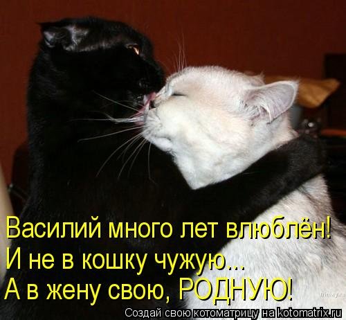 Котоматрица, 14-е февраля. Котоматрица, 14-е февраля.