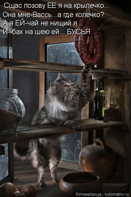 Котоматрица, 14-е февраля. Котоматрица, 14-е февраля.