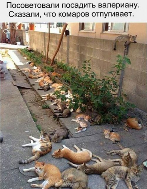 Прикольные картинки вторника (52 шт) Прикольные картинки вторника (52 шт)