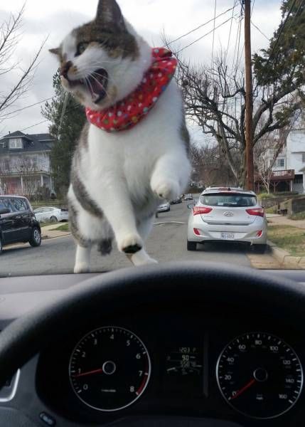 Прикольные картинки вторника (52 шт) Прикольные картинки вторника (52 шт)