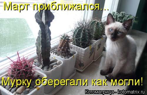 Новая котоматрица на Бугаге (44 фото) Новая котоматрица на Бугаге (44 фото)