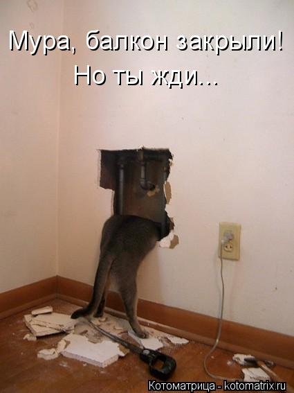 Новая котоматрица на Бугаге (44 фото) Новая котоматрица на Бугаге (44 фото)