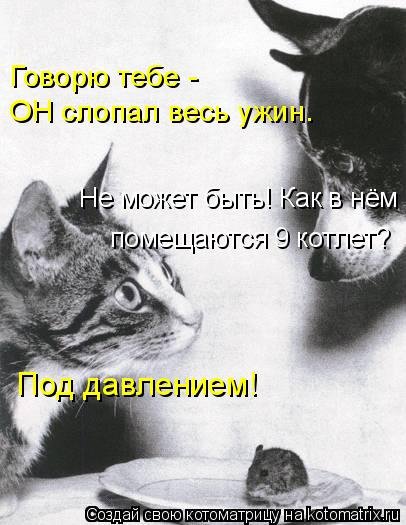 Новая котоматрица на Бугаге (44 фото) Новая котоматрица на Бугаге (44 фото)