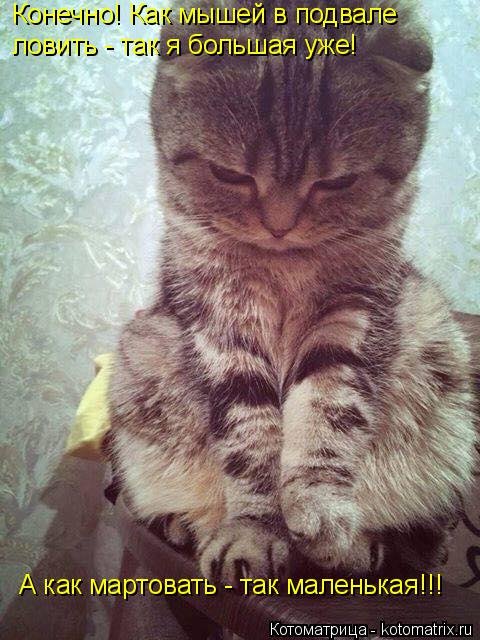 Новая котоматрица на Бугаге (44 фото) Новая котоматрица на Бугаге (44 фото)