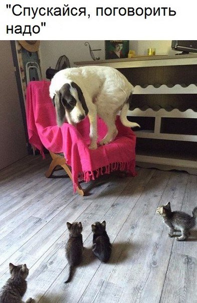 Прикольные фотомемы (30 шт) Прикольные фотомемы (30 шт)