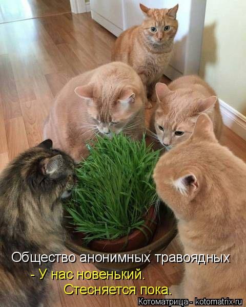 Новая котоматрица (39 фото) Новая котоматрица (39 фото)