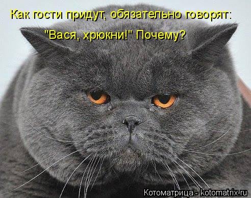 Новая котоматрица (39 фото) Новая котоматрица (39 фото)