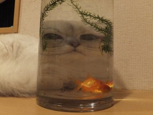 Когда терпения — выше крыши (11 фото) Когда терпения — выше крыши (11 фото)