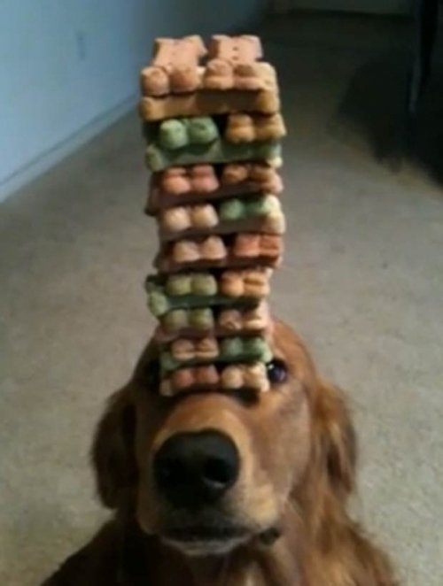 Когда терпения — выше крыши (11 фото) Когда терпения — выше крыши (11 фото)