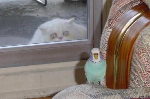 Когда терпения — выше крыши (11 фото) Когда терпения — выше крыши (11 фото)