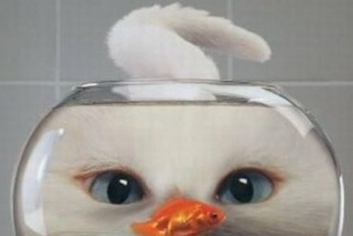 Когда терпения — выше крыши (11 фото) Когда терпения — выше крыши (11 фото)