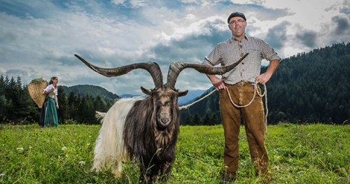 Козёл с самыми широкими рогами живёт в Австрии (6 фото + видео)