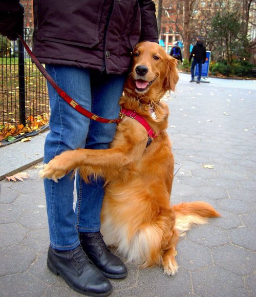 Золотистый ретривер обнимает каждого, кого встречает во время прогулки (10 фото)