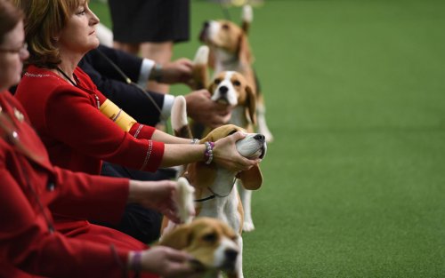 141-я ежегодная выставка собак Westminster Kennel Club в Нью-Йорке (31 фото)