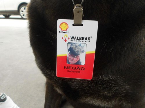 Пёс, брошенный прежними хозяевами у автозаправки, стал её полноправным работником (6 фото)