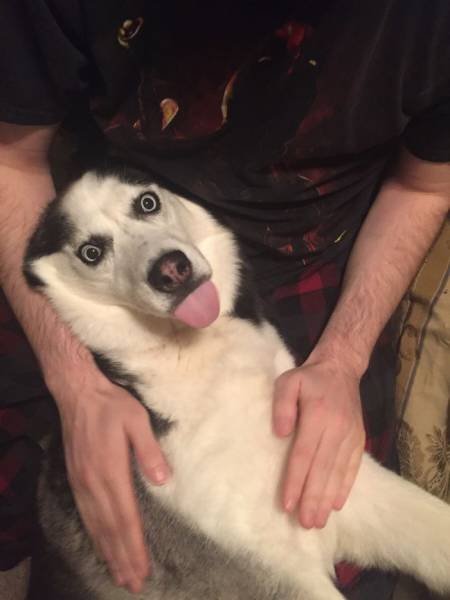 Животные тоже умеют показывать язык (29 фото) Животные тоже умеют показывать язык (29 фото)