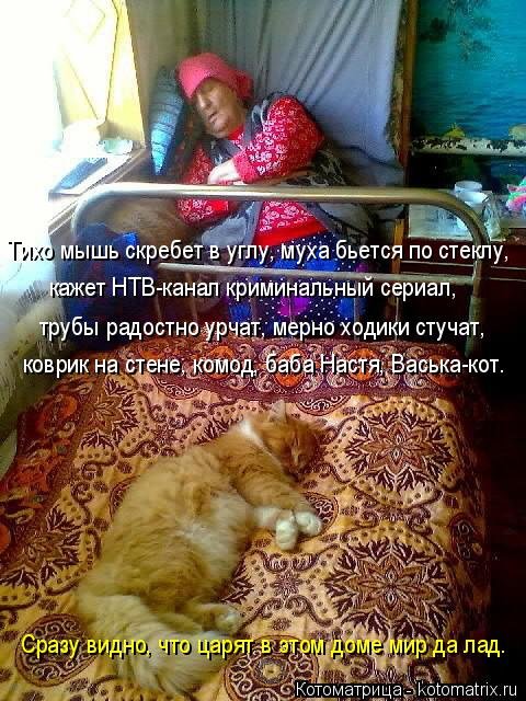 Новая котоматрица на Бугаге (25 фото) Новая котоматрица на Бугаге (25 фото)