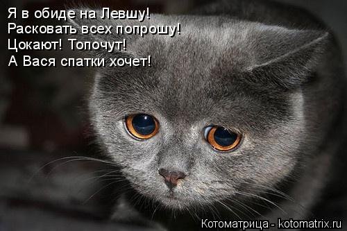 Новая котоматрица на Бугаге (25 фото) Новая котоматрица на Бугаге (25 фото)