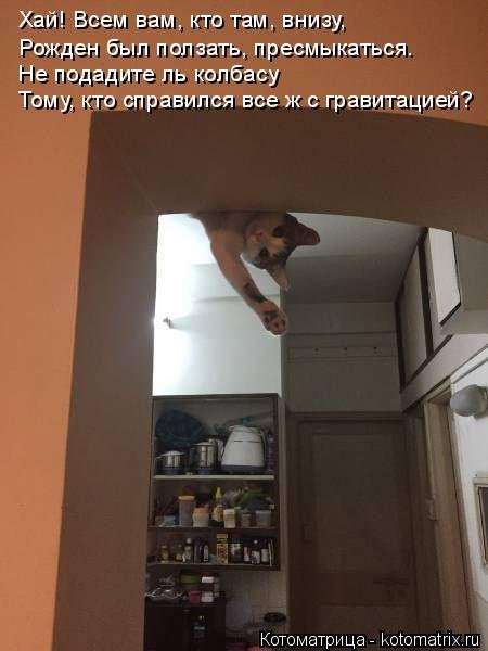 Новая котоматрица на Бугаге (25 фото) Новая котоматрица на Бугаге (25 фото)