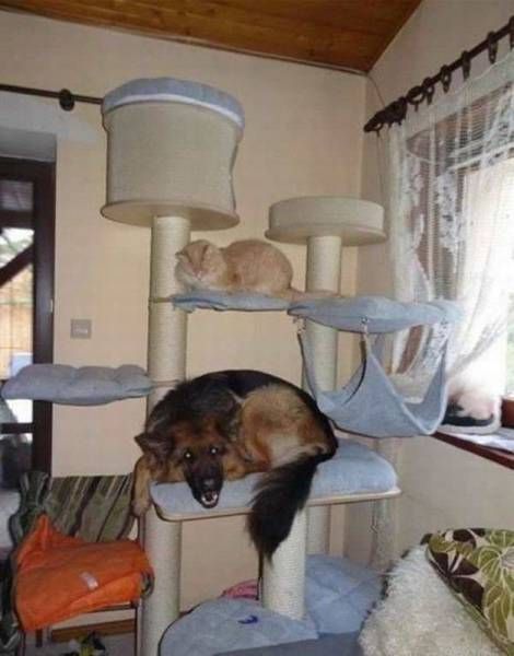 Забавные картинки и фото-приколы (47 шт) Забавные картинки и фото-приколы (47 шт)