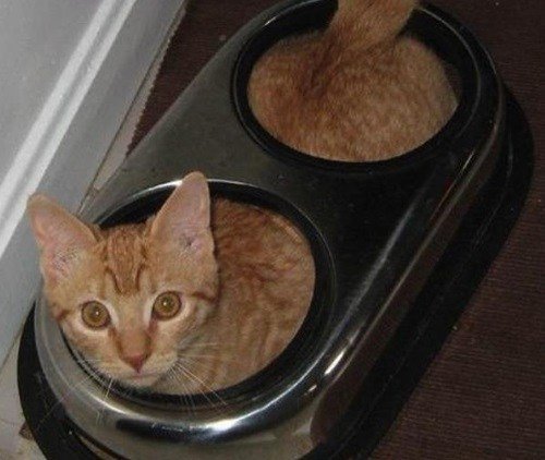 Смешные кошки, которые разучились правильно есть (10 фото)