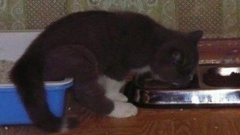 Смешные кошки, которые разучились правильно есть (10 фото) Смешные кошки, которые разучились правильно есть (10 фото)