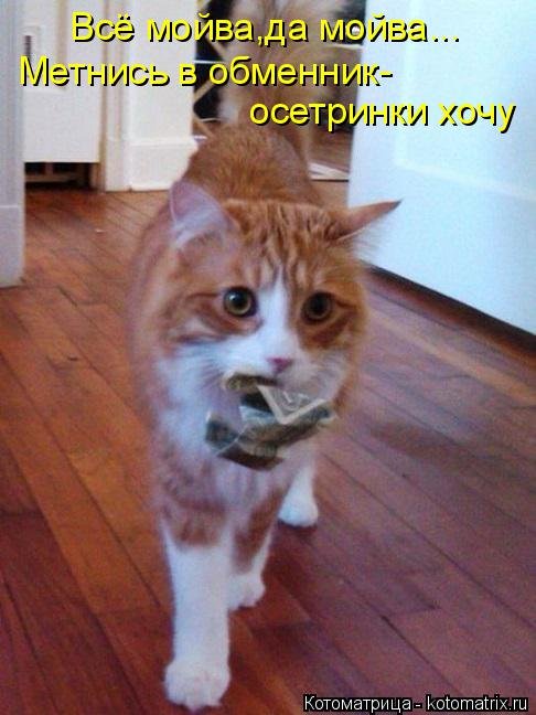 Новая котоматрица для всех! (34 фото) Новая котоматрица для всех! (34 фото)