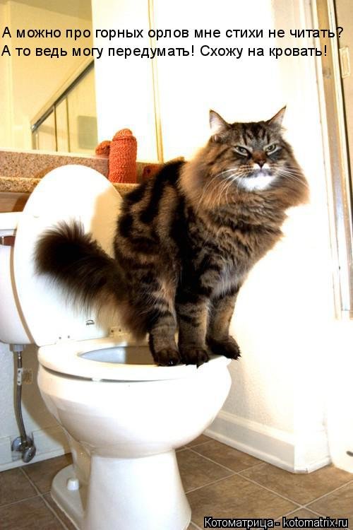 Новая котоматрица для всех! (34 фото) Новая котоматрица для всех! (34 фото)