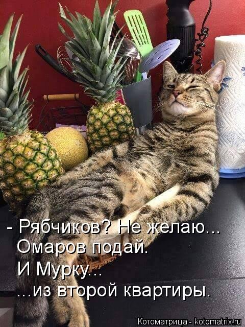 Новая котоматрица для всех! (34 фото) Новая котоматрица для всех! (34 фото)