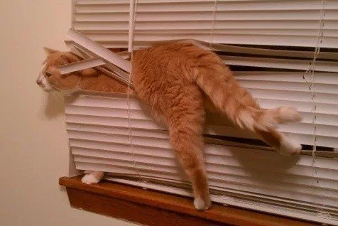 Запутавшиеся кошки, которым нужна помощь (10 фото) Запутавшиеся кошки, которым нужна помощь (10 фото)