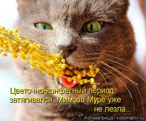 Свежая котоматрица на Бугаге (33 фото) Свежая котоматрица на Бугаге (33 фото)