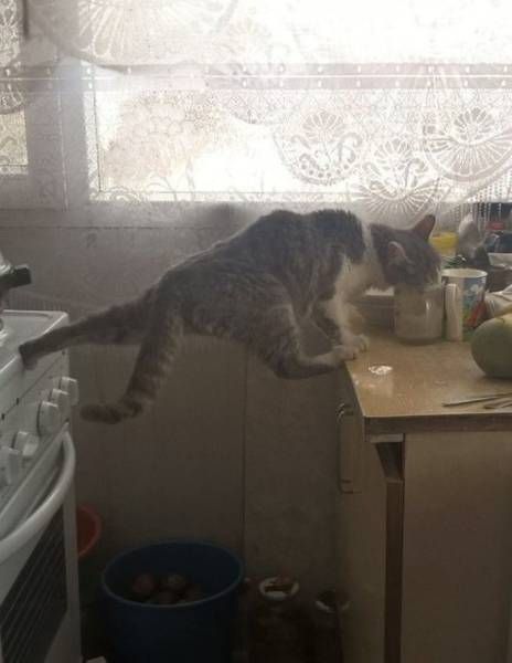 Прикольные картинки дня (52 шт) Прикольные картинки дня (52 шт)